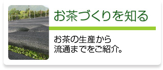 お茶づくりを知る：お茶の生産から流通までをご紹介。