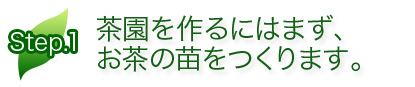 茶園を作るにはまず、お茶の苗をつくります。