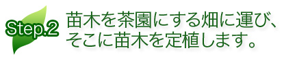 苗木を茶園にする畑に運び、そこに苗木を定植します。 