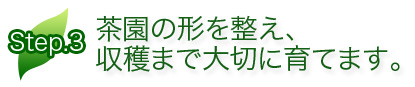 茶園の形を整え、収穫まで大切に育てます。